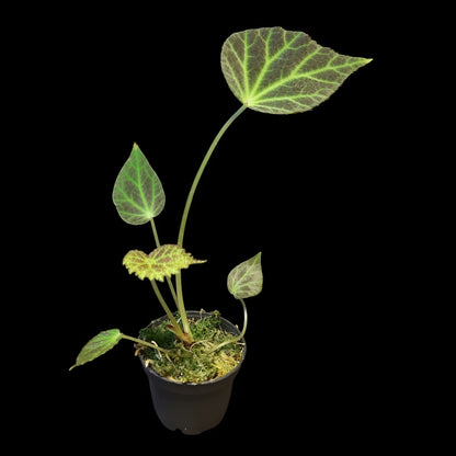 Begonia chloroneura