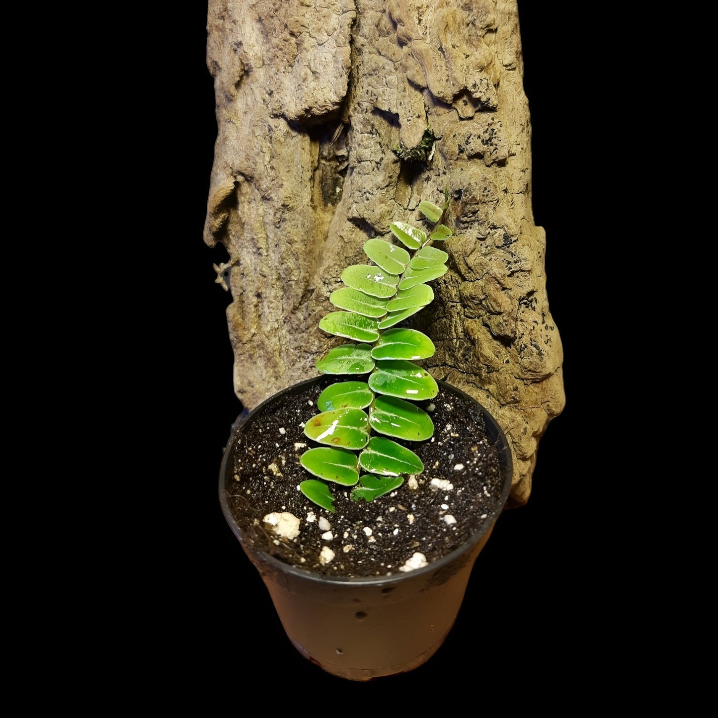 Marcgravia umbellata, Rankpflanze fürs Regenwald Terrarium