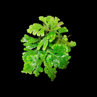 Selaginella spec ? Regenwald Pflanze, tropische Terrarienpflanzen