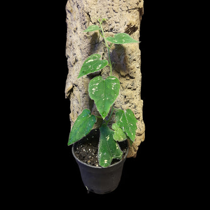 Piper sp. unkown, (Kalimantan, Borneo)