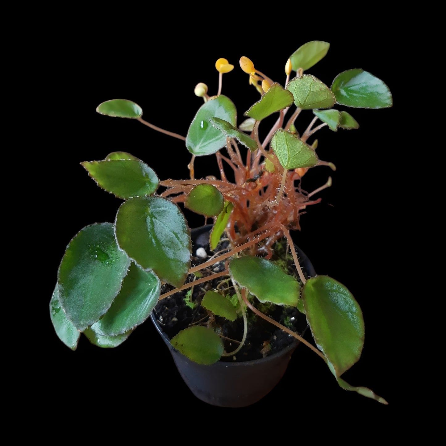 Begonia vankerckhovenii, (Miniaturbegonie)