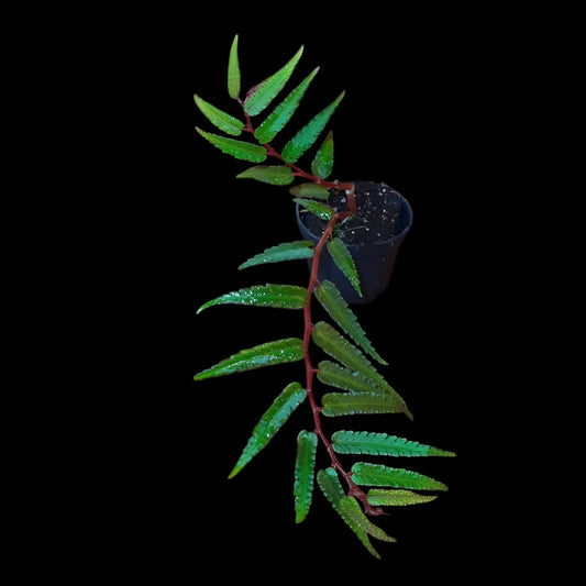 Begonia pteridiformis 'Red' 'dark'