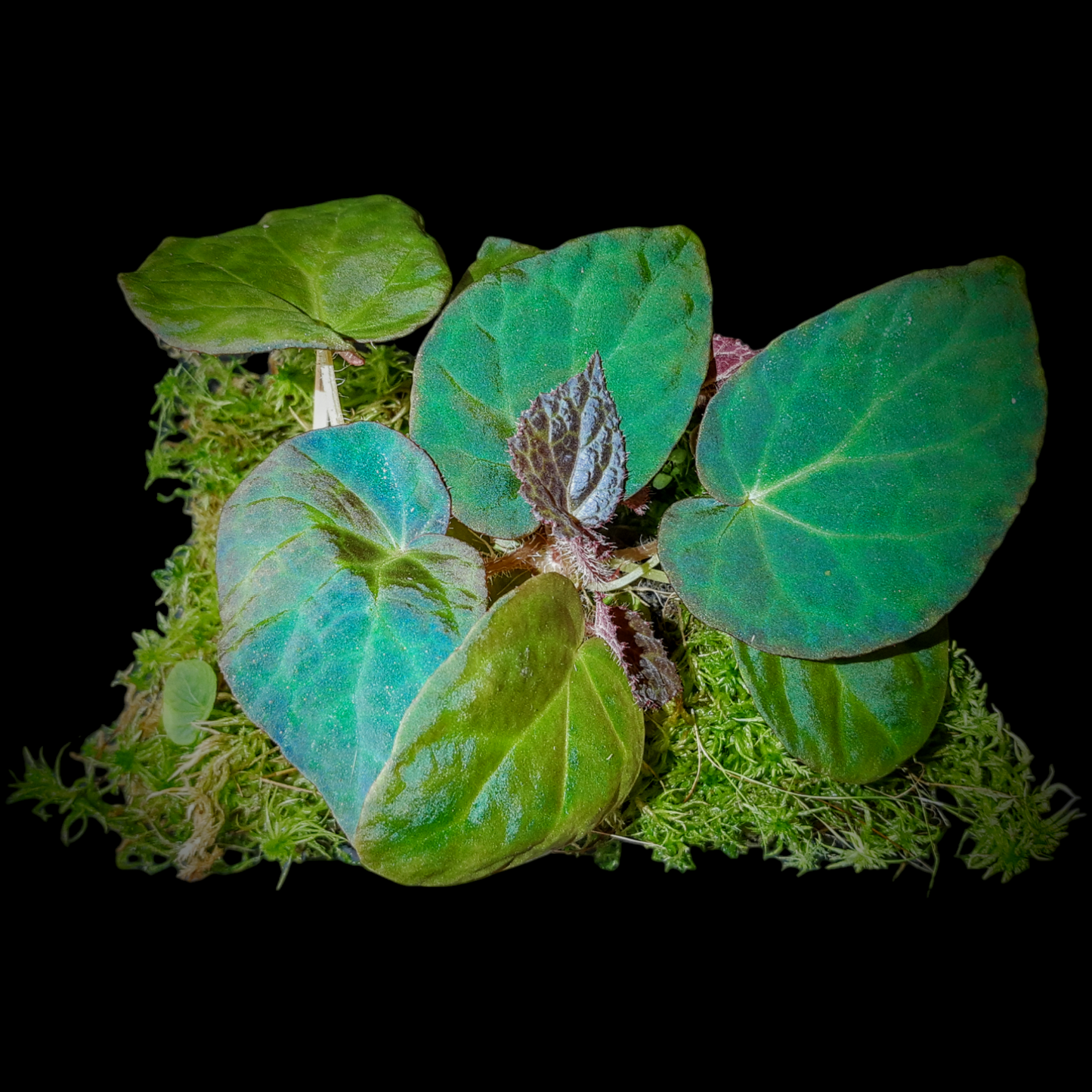 Rarität! Begonia rockii