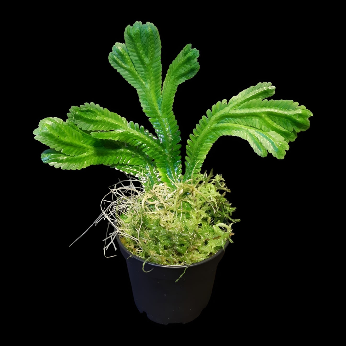 Selaginella brooksii