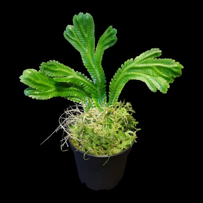 Selaginella brooksii
