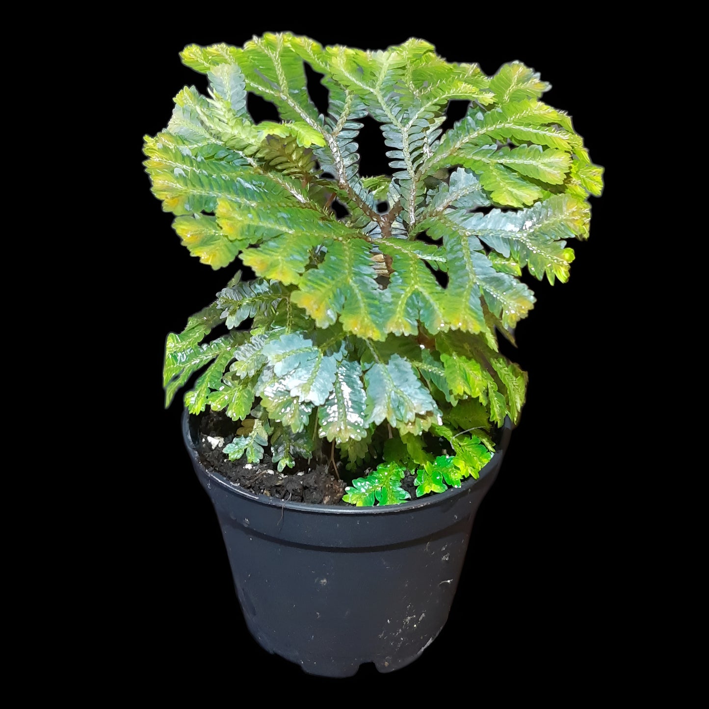 Selaginella intermedia