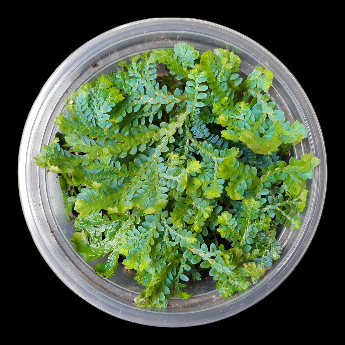 Selaginella uncinata, tropischer Bodendecker