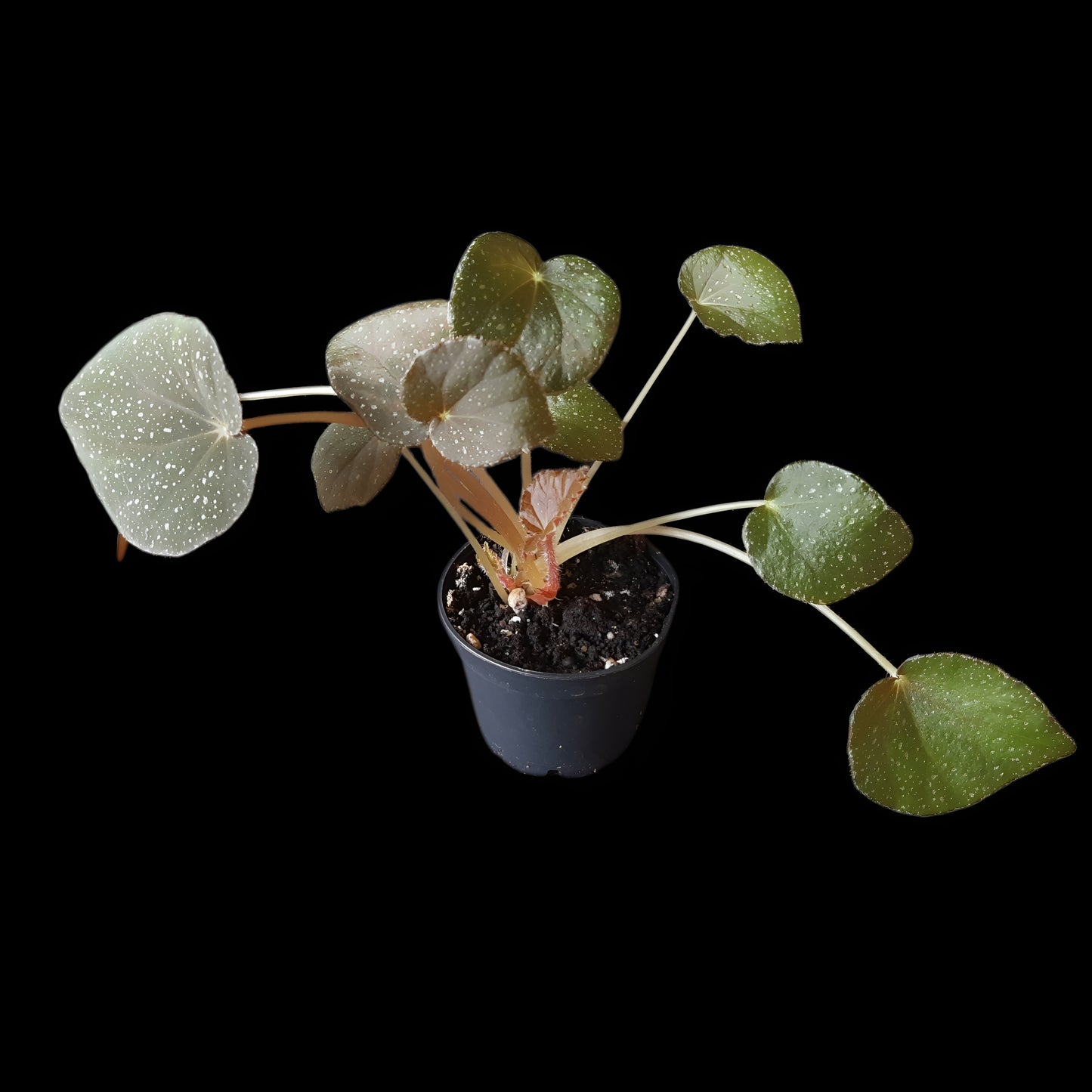 Begonia caramoanensis (U185)