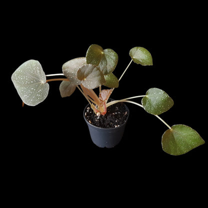 Begonia caramoanensis (U185)