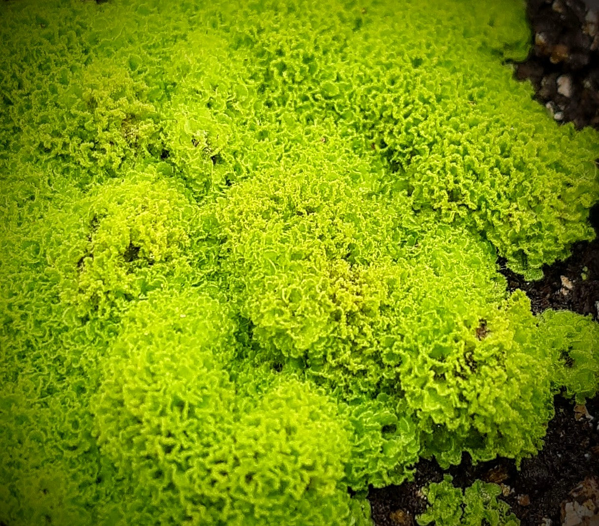 Rarität! Antrophyum cf. plantagineum, Mini Farn, (Bodendecker und Rückwandbegrünung)