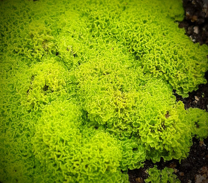 Rarität! Antrophyum cf. plantagineum, Mini Farn, (Bodendecker und Rückwandbegrünung)