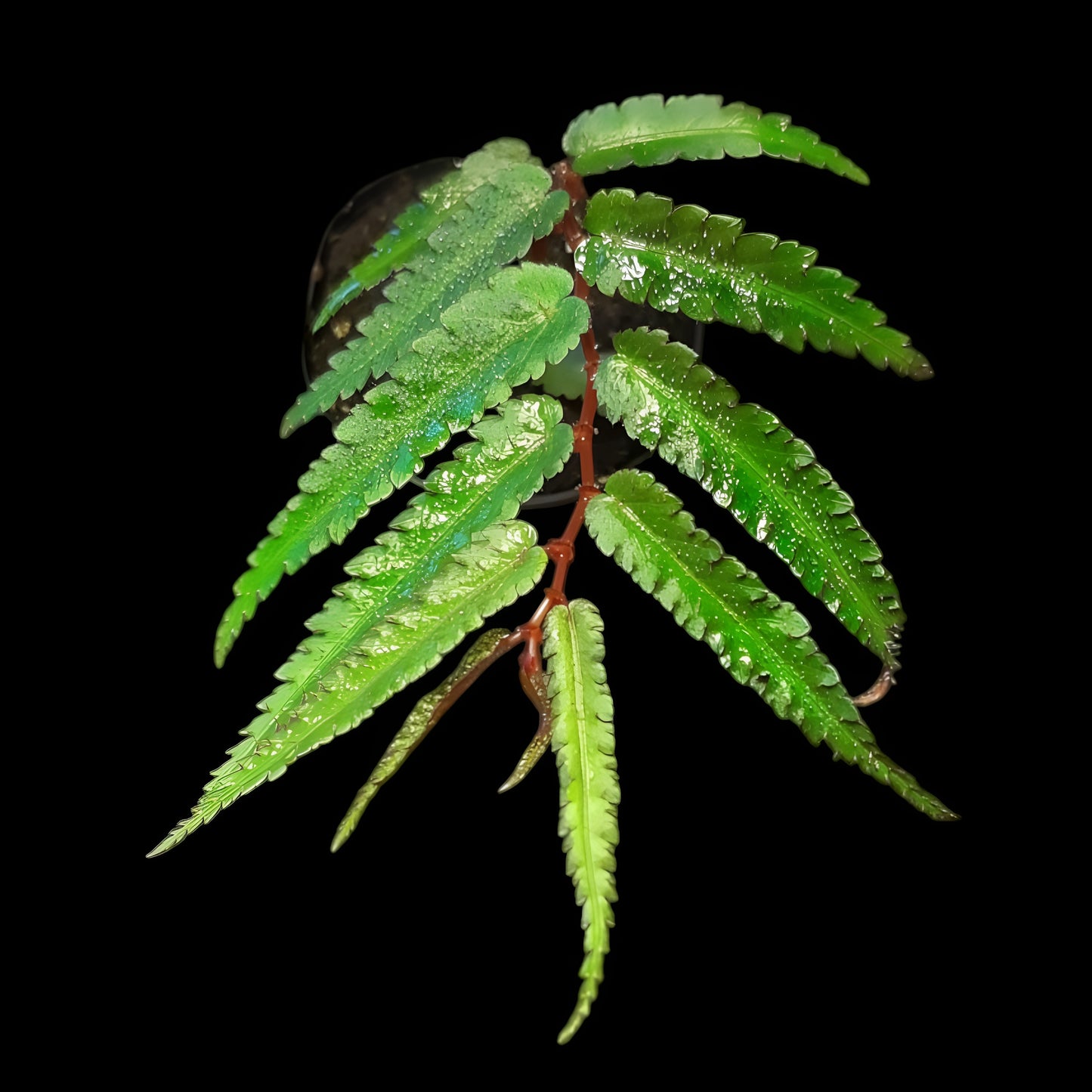 Begonia pteridiformis 'Red' 'dark'