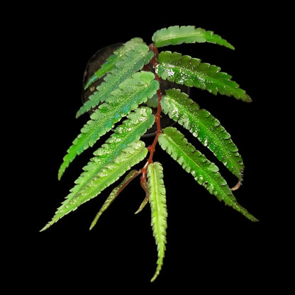 Begonia pteridiformis 'Red' 'dark'