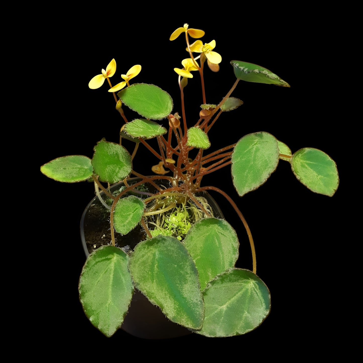 Begonia vankerckhovenii, (Miniaturbegonie)