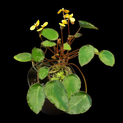 Begonia vankerckhovenii, (Miniaturbegonie)