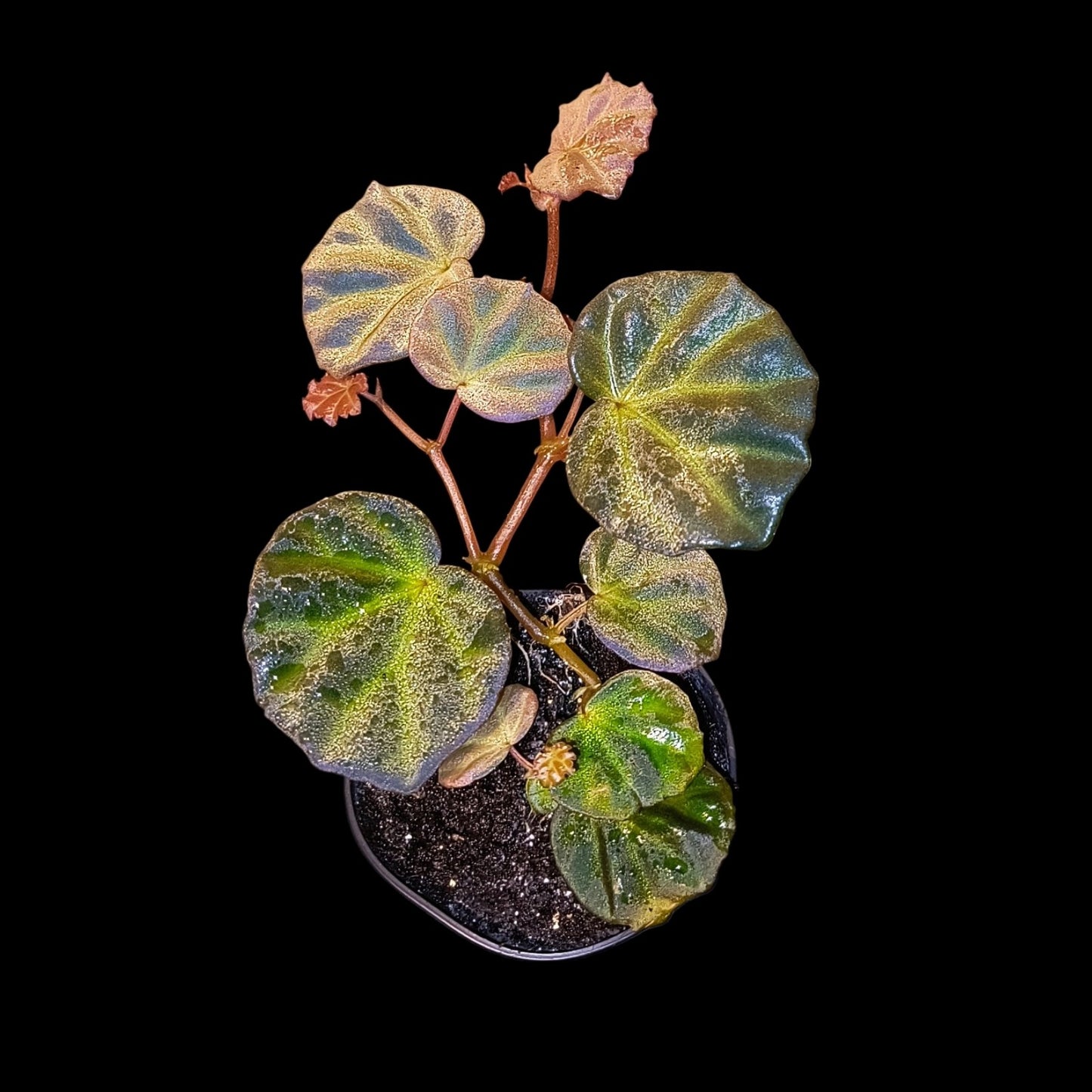 Rarität! Begonia sarawak, Terrarien - Begonie