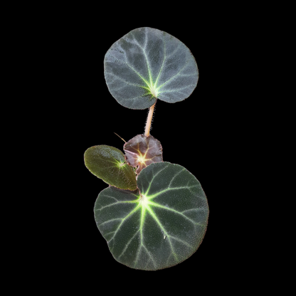 Rarität! Begonia subacida