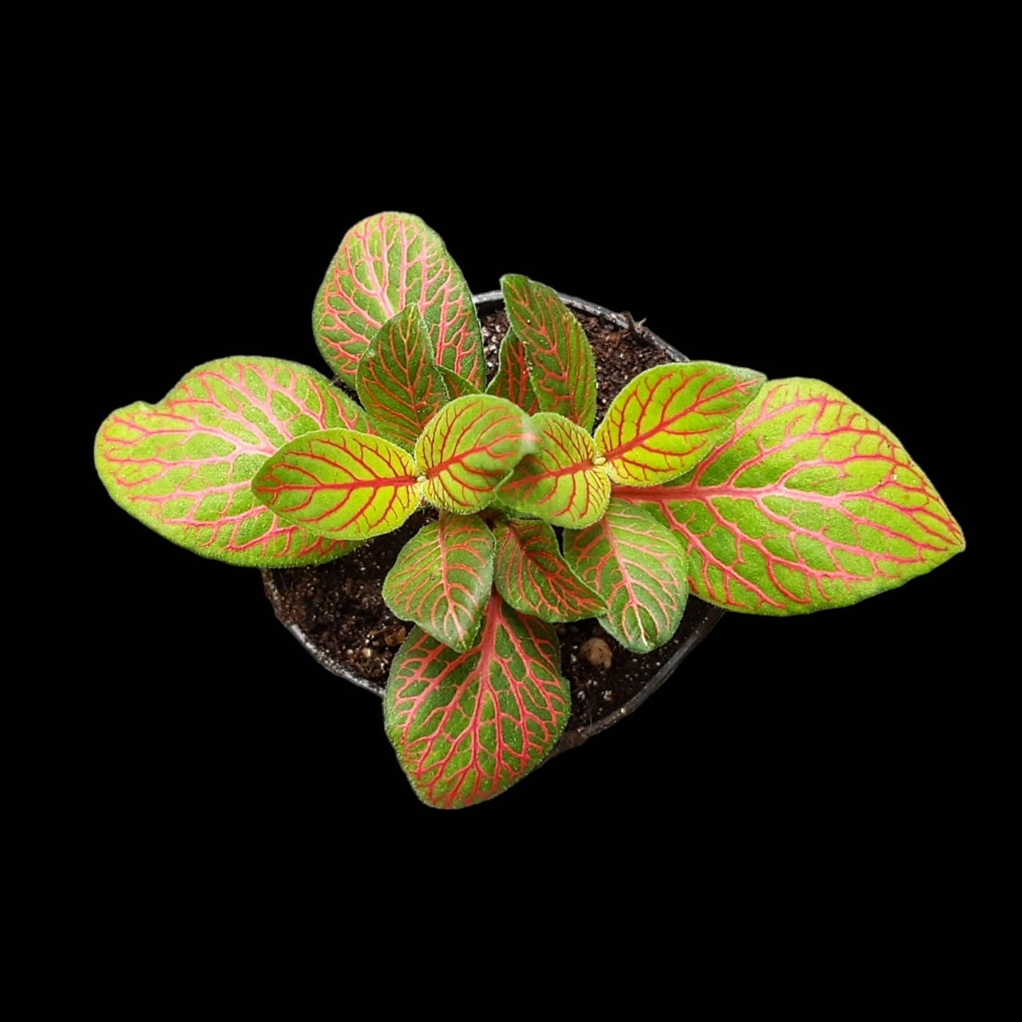 Fittonia skeleton