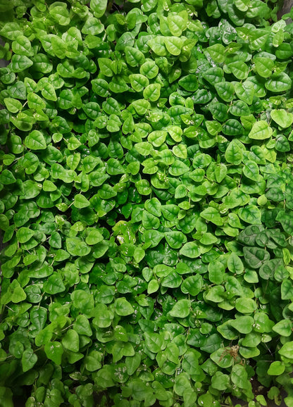Ficus pumila minima, Rankpflanze für Regenwald-Terrarien