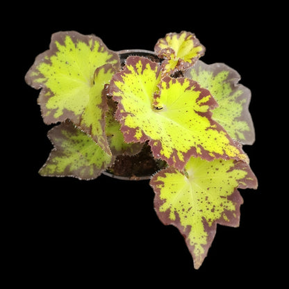 Begonia bowerae