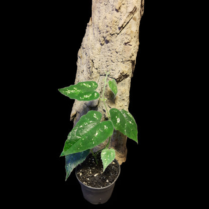 Piper sp. unkown, (Kalimantan, Borneo)