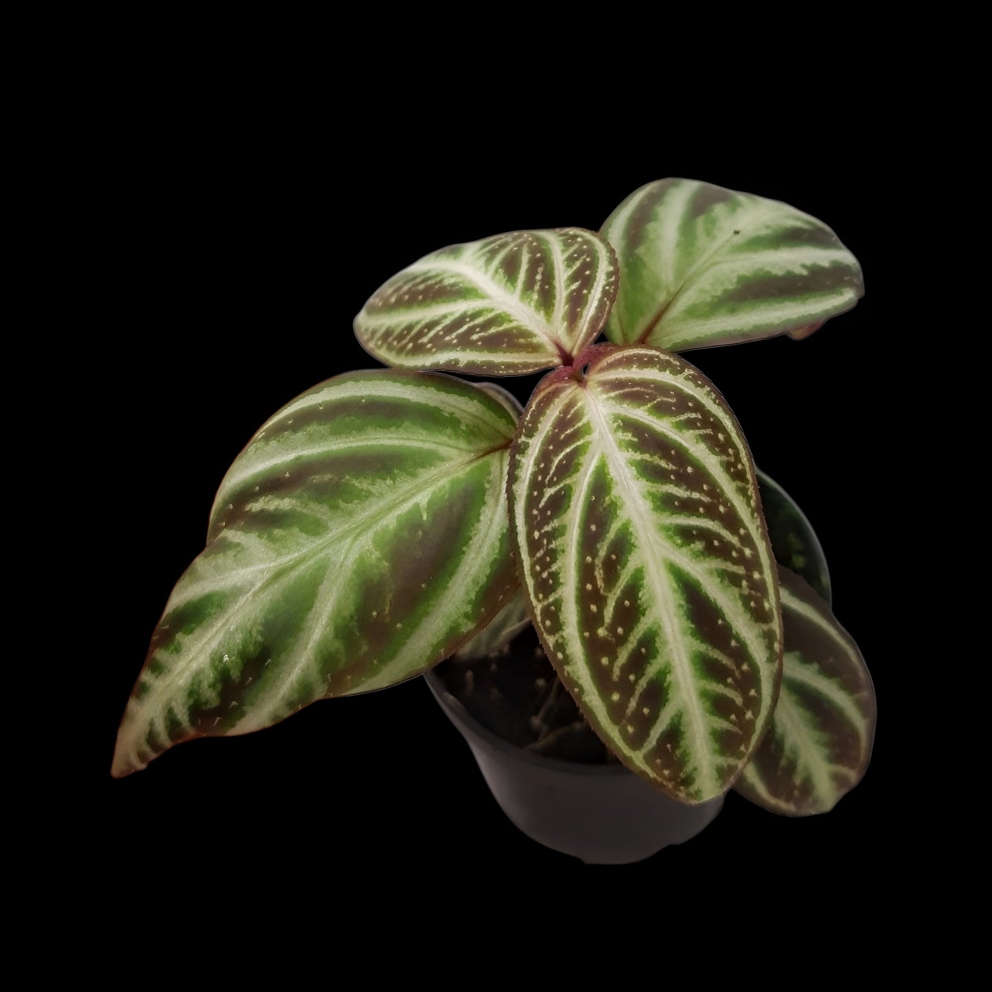 Sonerila sp. Sumatra