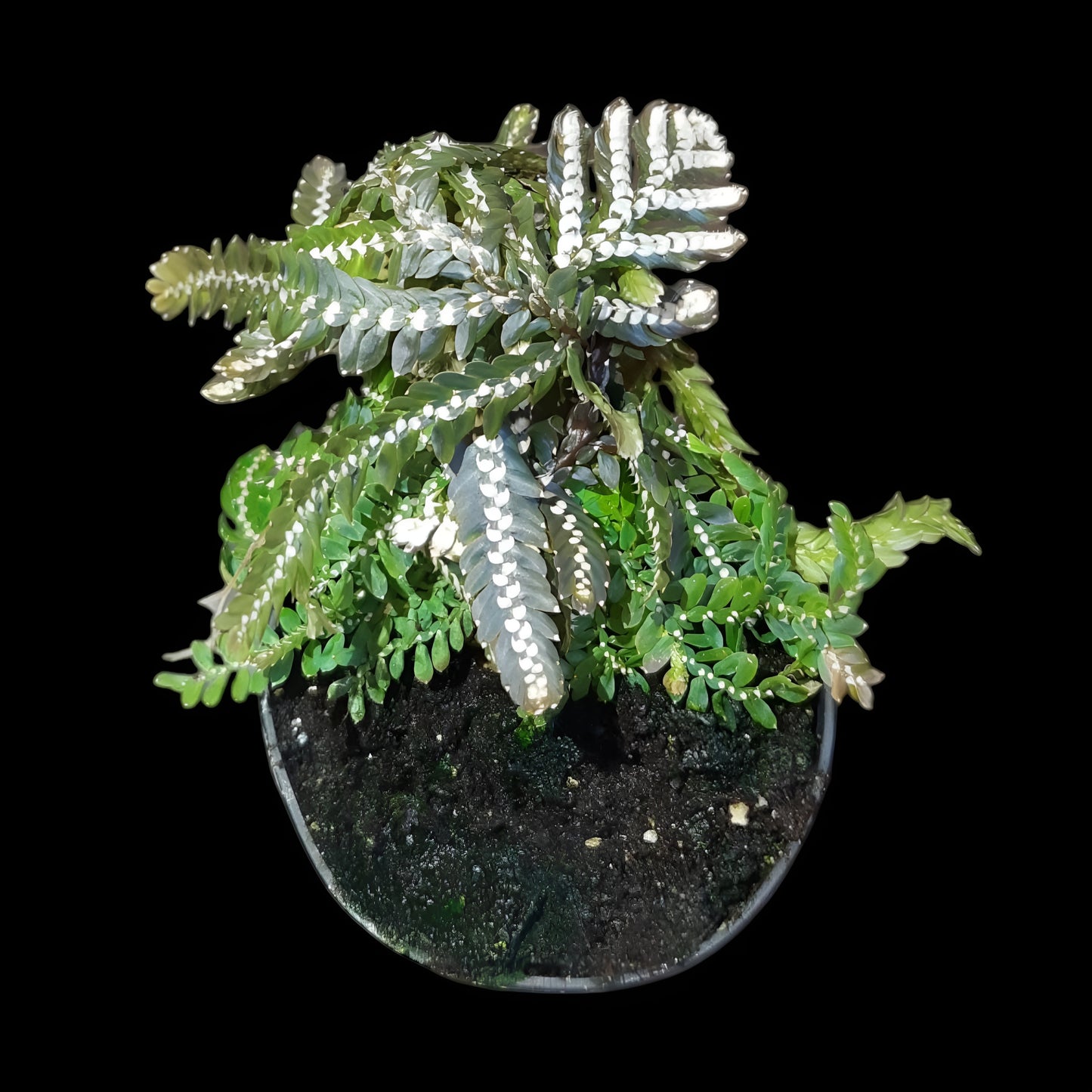 Selaginella picta
