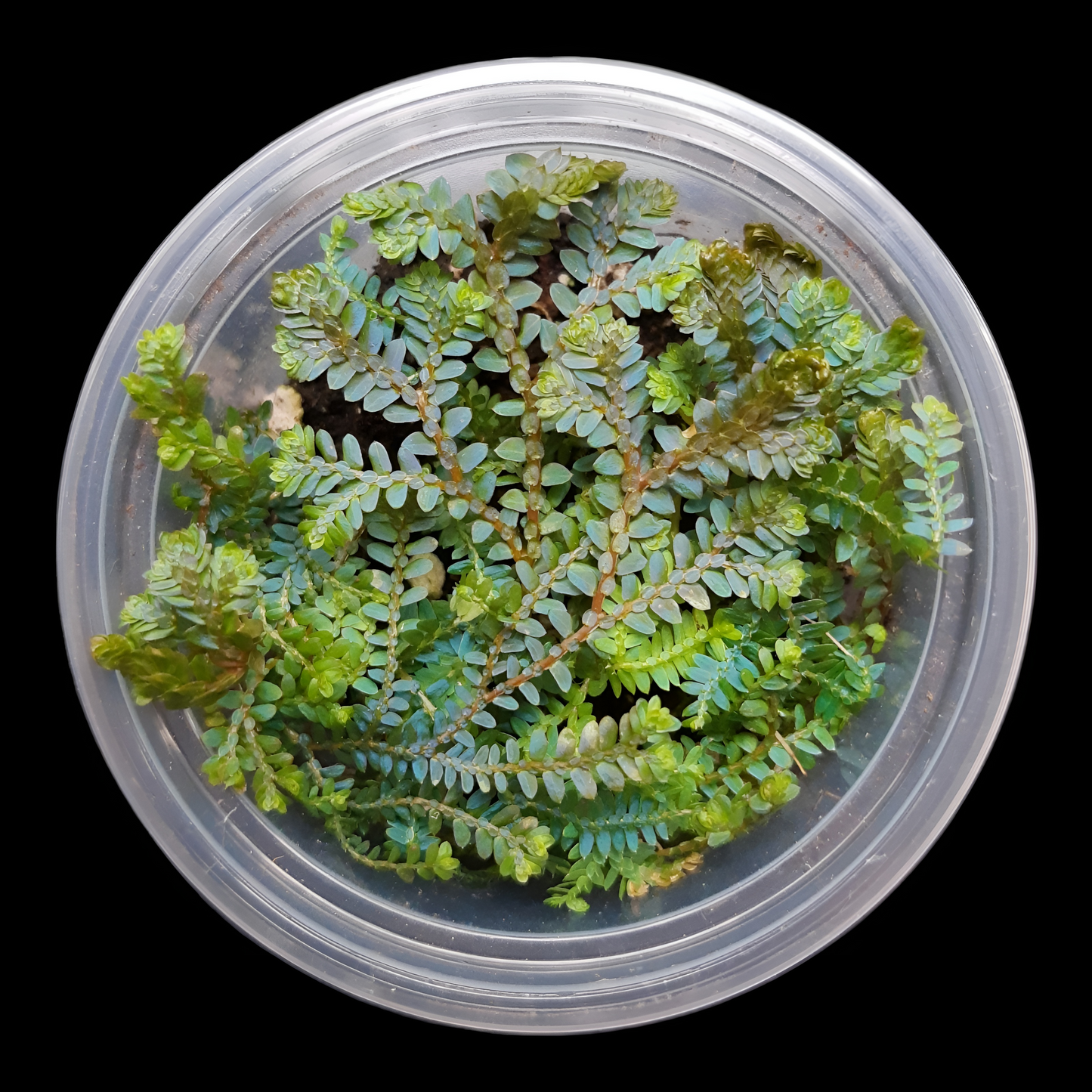 Selaginella uncinata, tropischer Bodendecker