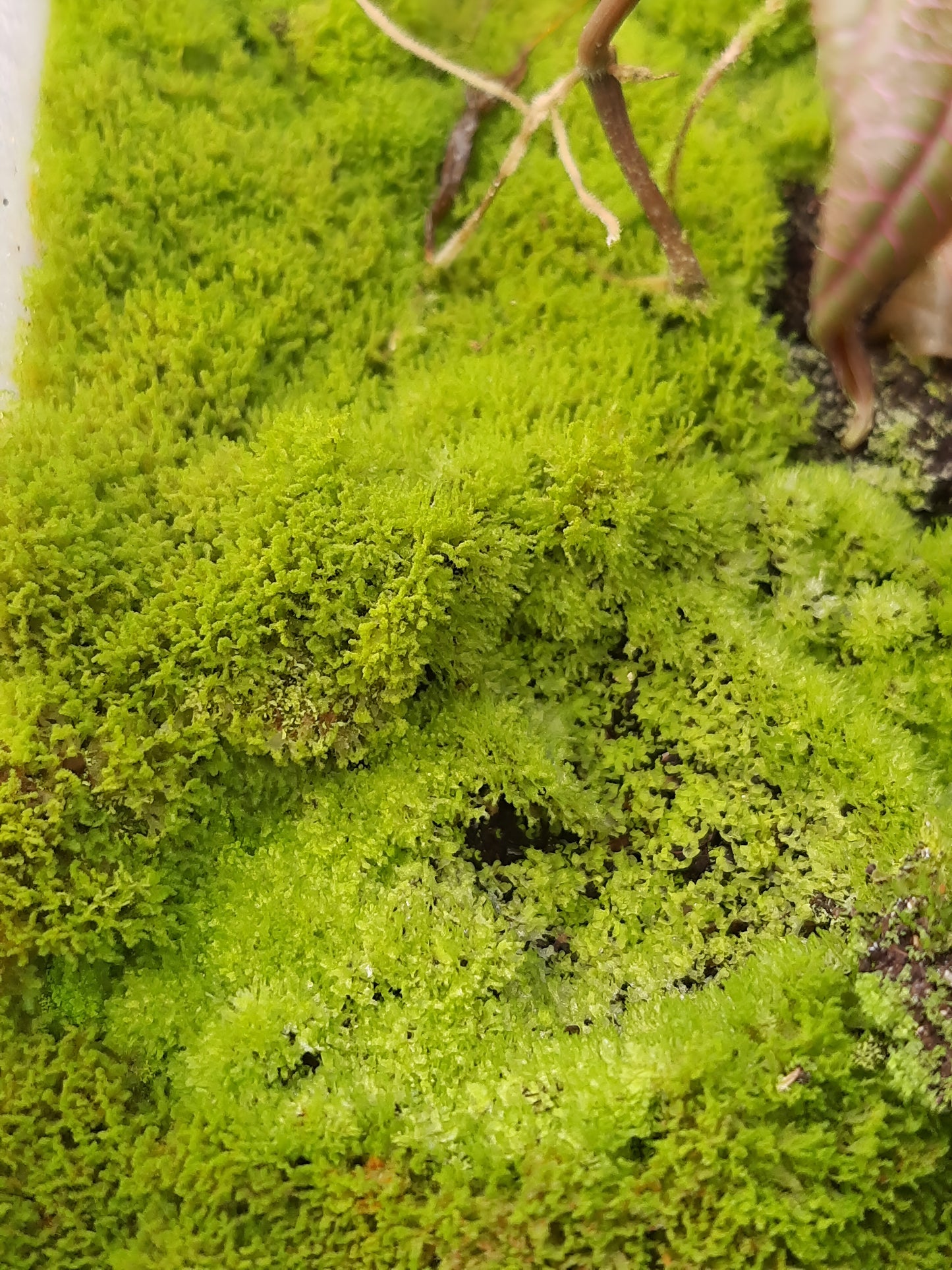 Rarität! Antrophyum cf. plantagineum, Mini Farn, (Bodendecker und Rückwandbegrünung)