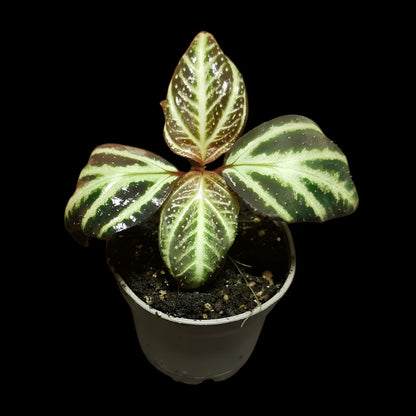 Sonerila sp. Sumatra