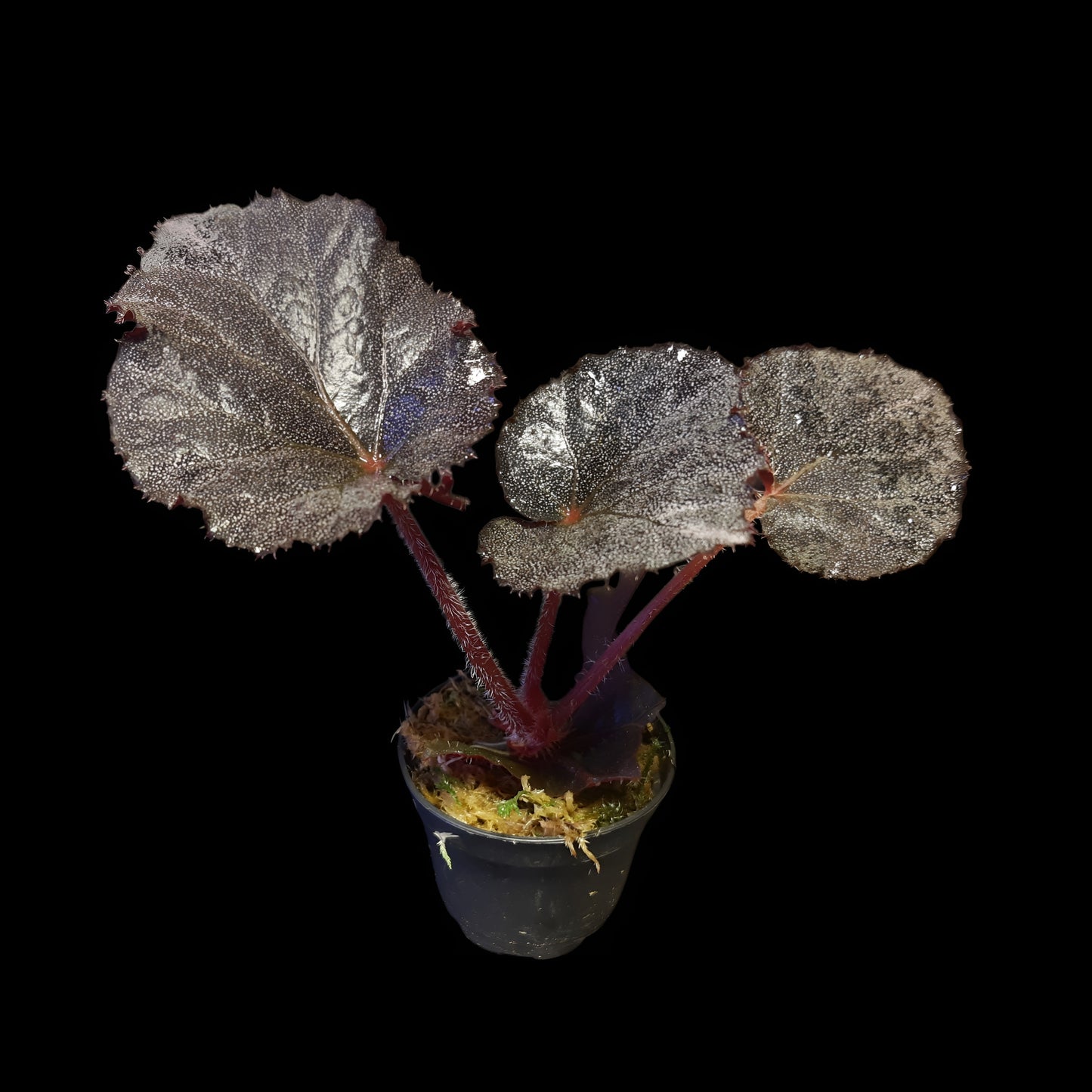 Begonia Taconite