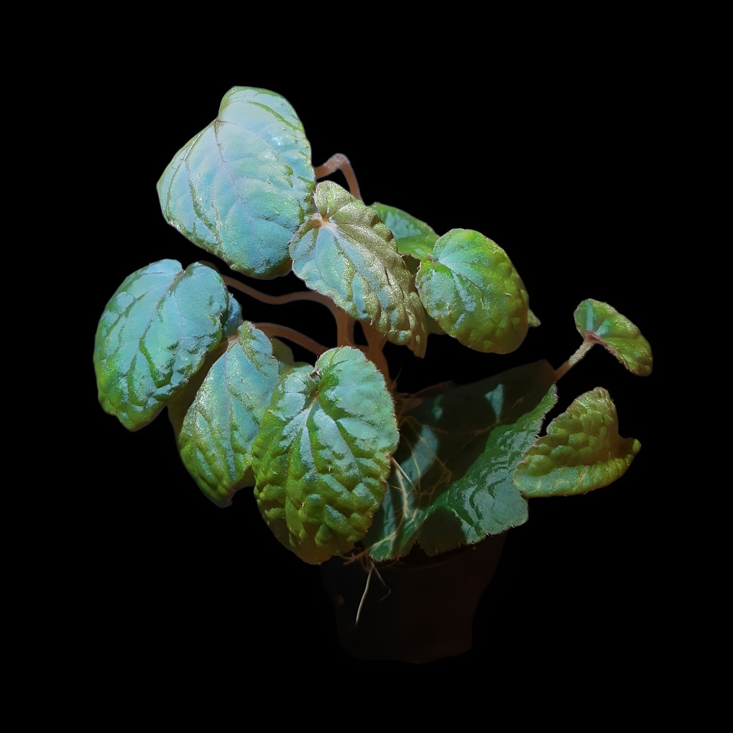 Seltene Begonia bac kan hahiepiana – irisierende Rarität aus Vietnam 🌿
