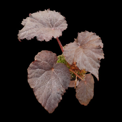 Begonia Taconite