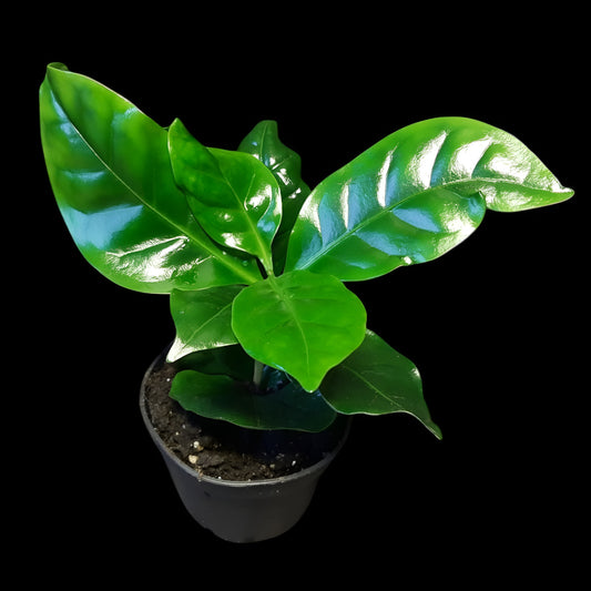 Coffea arabica