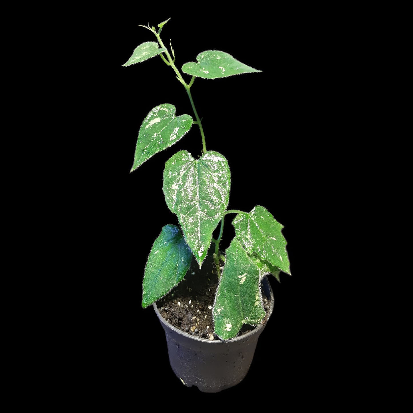 Piper sp. unkown, (Kalimantan, Borneo)