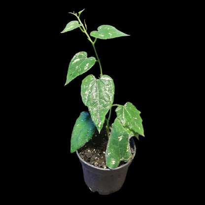 Piper sp. unkown, (Kalimantan, Borneo)