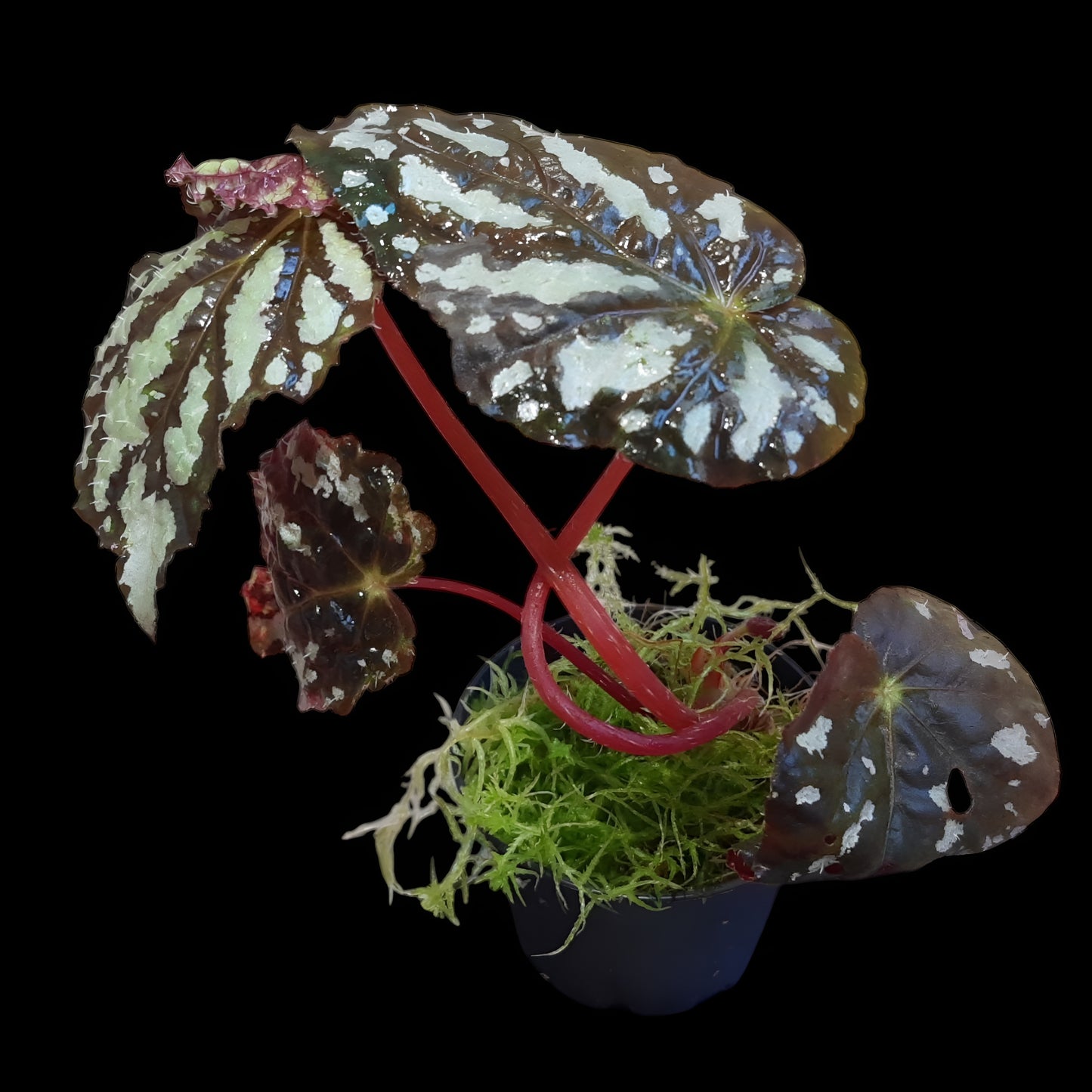 Begonia aiensis