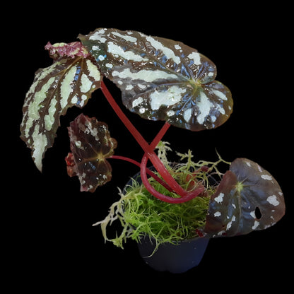 Begonia aiensis