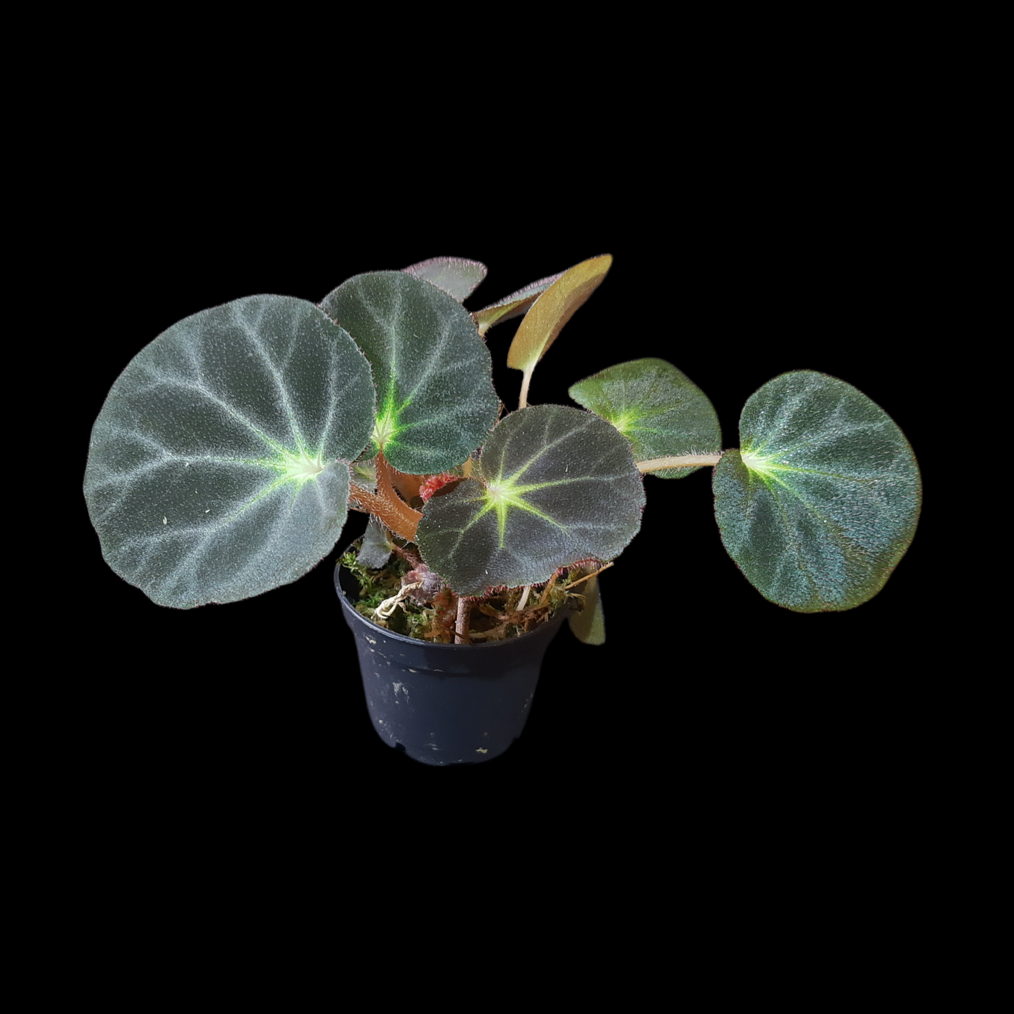 Rarität! Begonia subacida