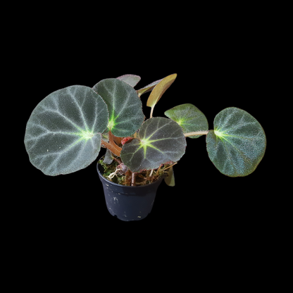 Rarität! Begonia subacida