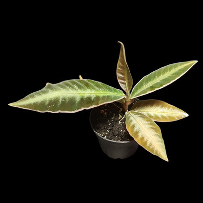 Labisia pumila?, Ardisia