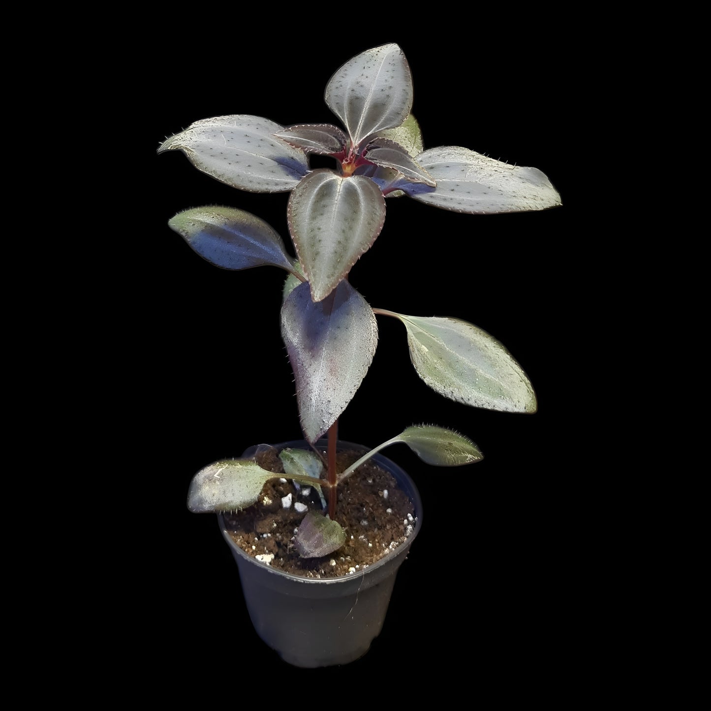 Arthrostemma parvifolium