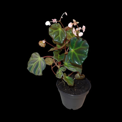 Rarität! Begonia sarawak, Terrarien - Begonie
