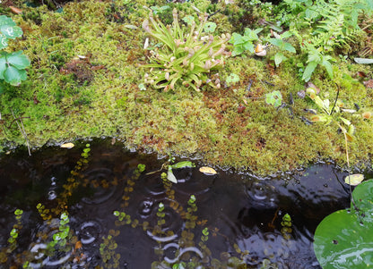 Rhytidiadelphus loreus Schöner Runzelpeter