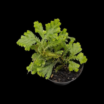 Selaginella spec ? Regenwald Pflanze, tropische Terrarienpflanzen