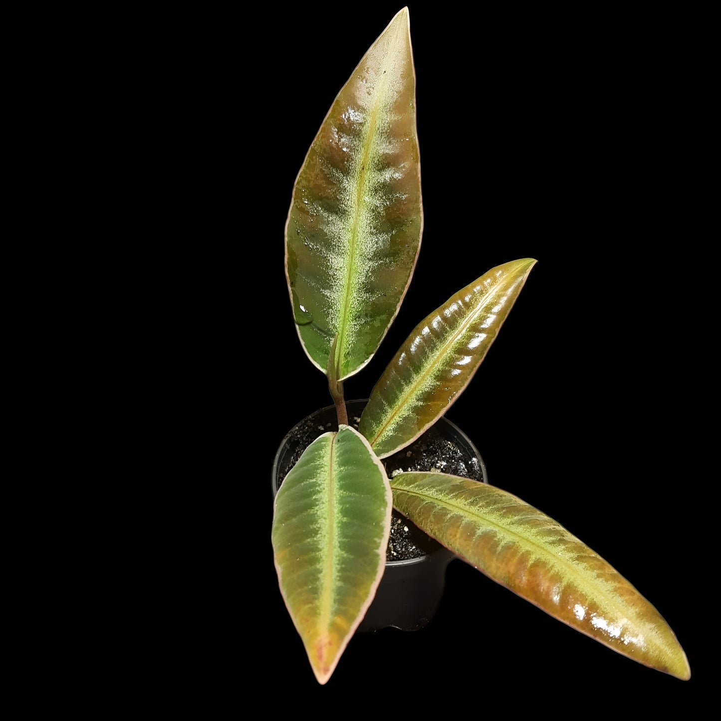 Labisia pumila?, Ardisia