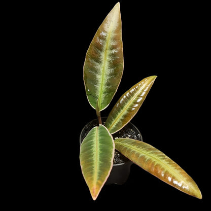 Labisia pumila?, Ardisia