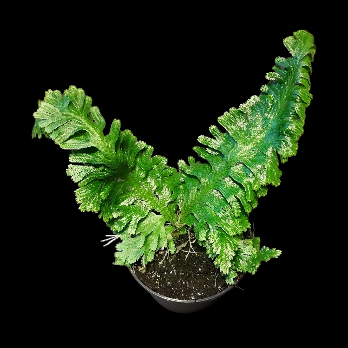 Selaginella umbrosa