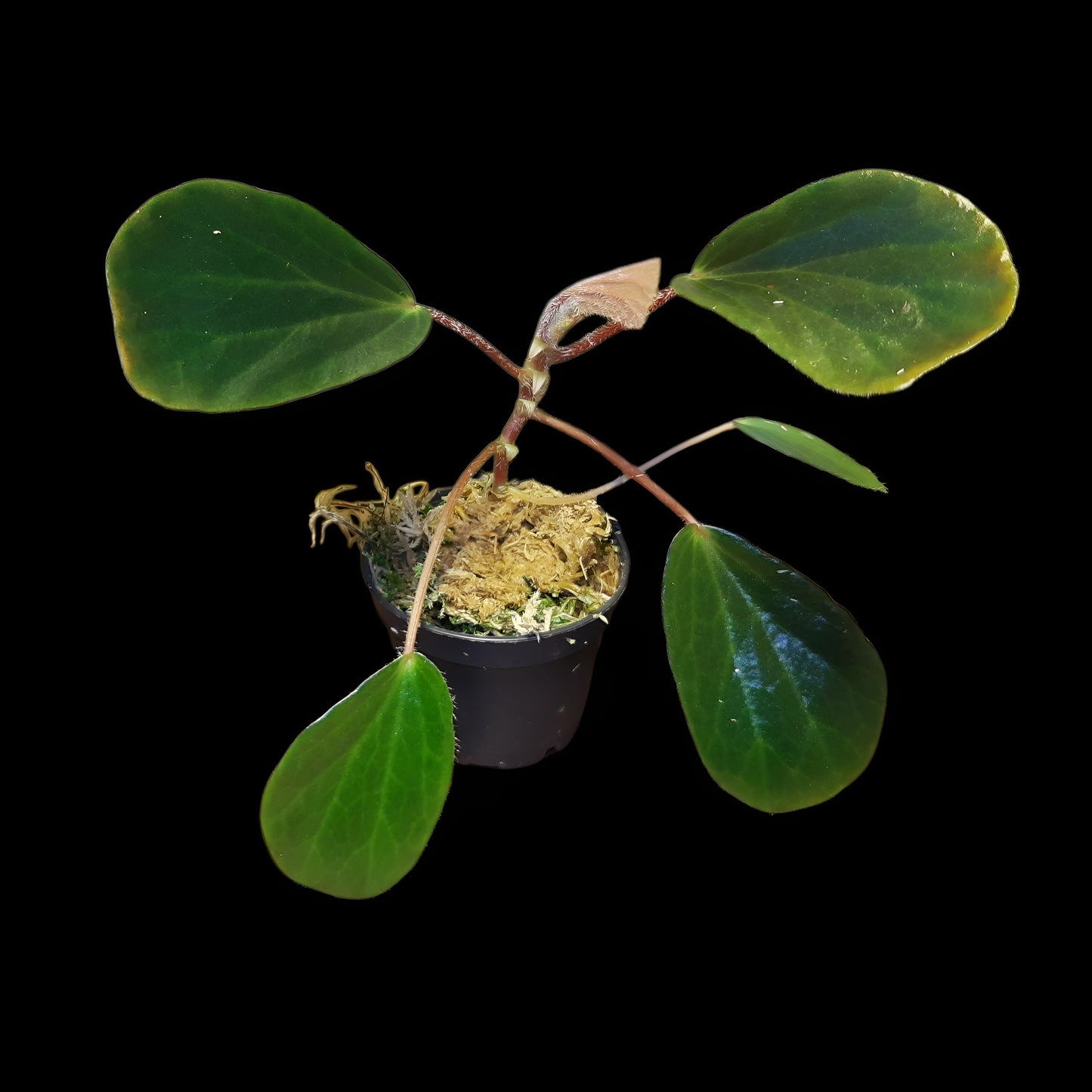 Begonia blancii