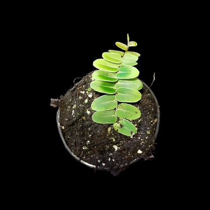 Marcgravia umbellata, Rankpflanze fürs Regenwald Terrarium